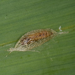 Acrolepiopsis assectella