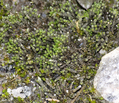 Bryum argenteum