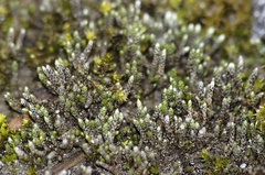 Bryum argenteum