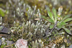 Bryum argenteum