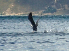 Phalacrocorax punctatus punctatus