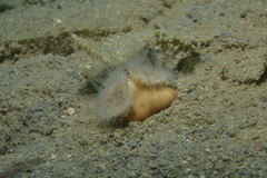 Heteropsammia cochlea