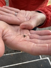 Leptobunus