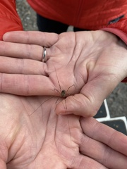 Leptobunus