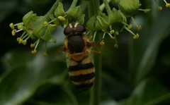 Epistrophe grossulariae