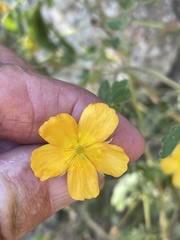 Kallstroemia peninsularis