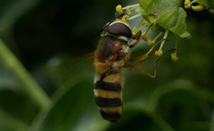 Epistrophe grossulariae