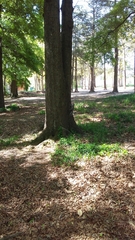 Sciurus carolinensis