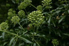 Epistrophe grossulariae