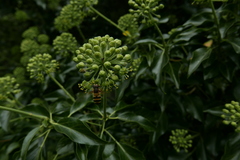 Epistrophe grossulariae