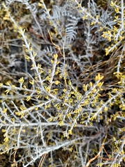 Coprosma cheesemanii