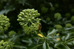 Epistrophe grossulariae