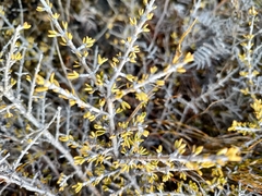 Coprosma cheesemanii