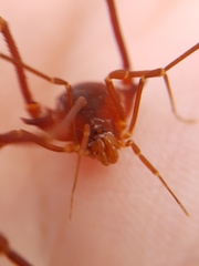 Krateromaspis dilatata