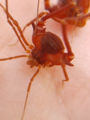 Krateromaspis dilatata