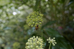 Epistrophe grossulariae