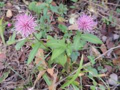 Cirsium setidens