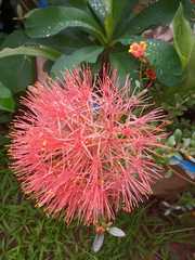 Scadoxus multiflorus