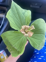 Trillium ovatum