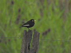 Hymenops perspicillatus