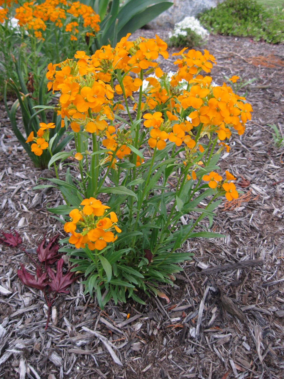 Erysimum X marshallii