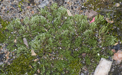 Bryum argenteum