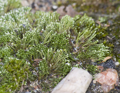 Bryum argenteum