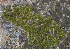 Bryum argenteum