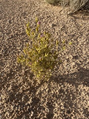 Cordylanthus wrightii