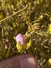 Cordylanthus wrightii