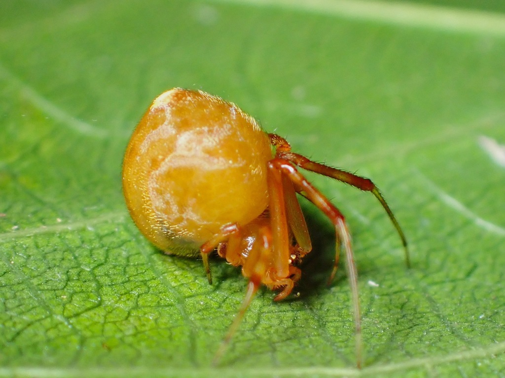 Comb-footed Platform Spiders