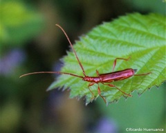 Chenoderus testaceus