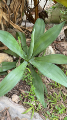 Agave attenuata