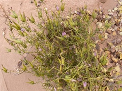 Cordylanthus wrightii