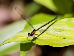 Austroargiolestes aureus