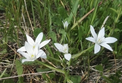 Ornithogalum umbellatum