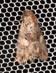 Condica macrosema