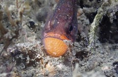 Vincentia novaehollandiae