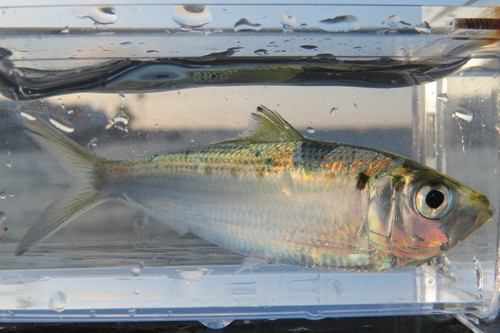 Atlantic thread herring (Opisthonema oglinum) — Clupeidae