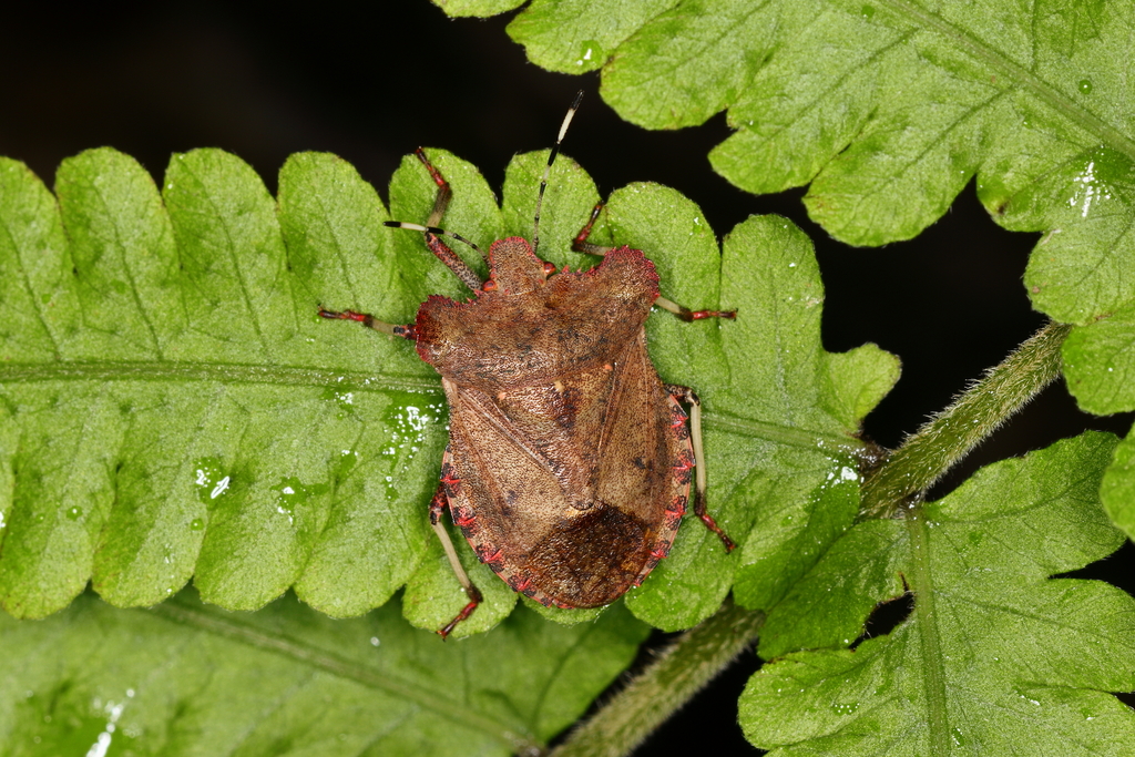 Galedanta rotundicornis