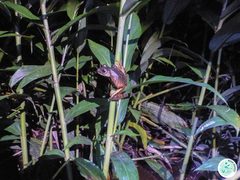 Bokermannohyla circumdata