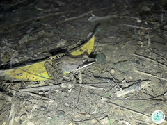 Leptodactylus mystacinus
