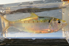 Opisthonema oglinum