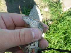Sceloporus occidentalis occidentalis