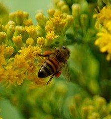 Apis mellifera image