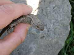 Sceloporus occidentalis occidentalis