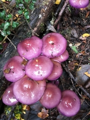Fungi