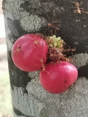 Phaleria octandra
