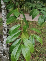 Phaleria octandra