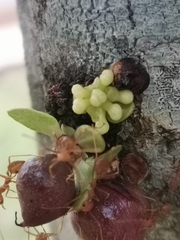 Phaleria octandra